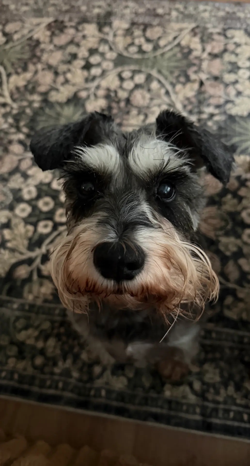 Zoe, a salt-and-pepper miniature schnauzer, looking up at the camera