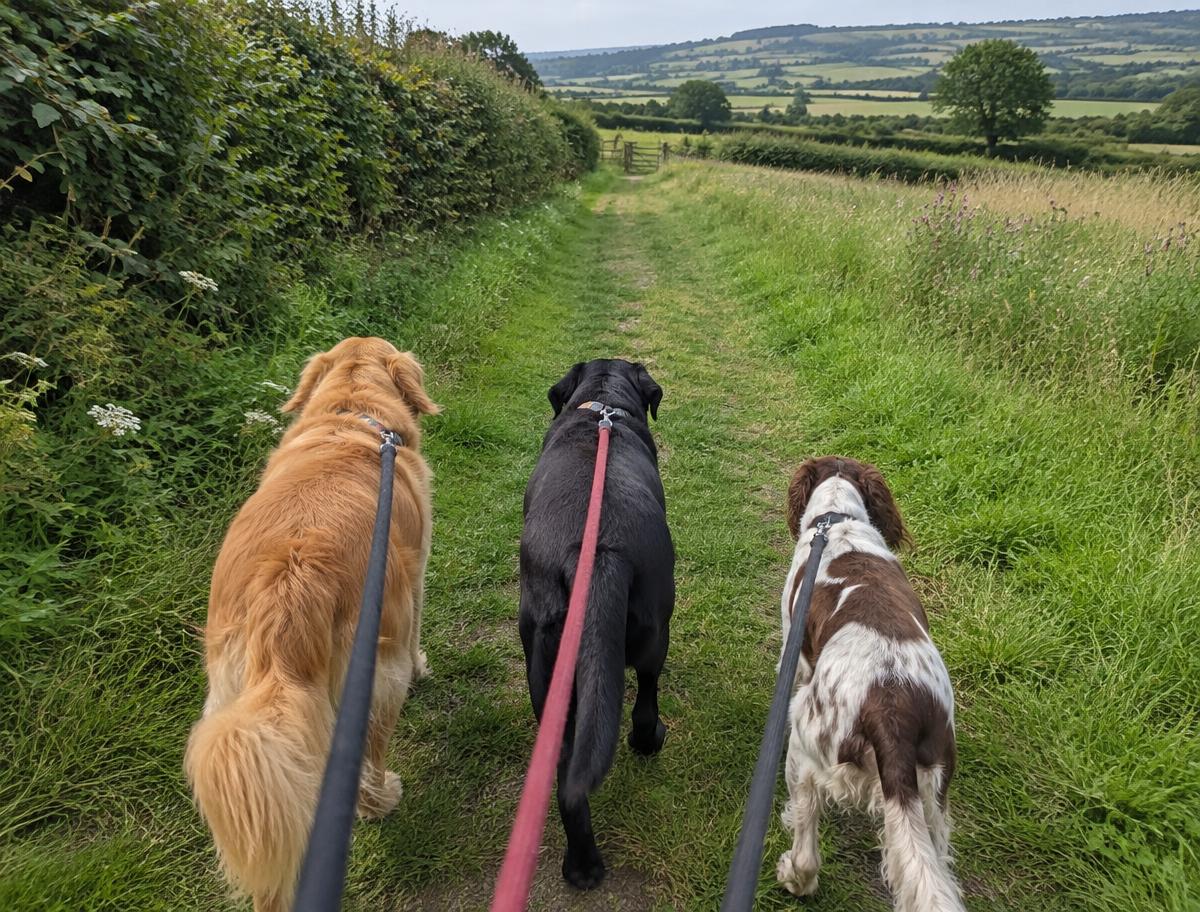 Three dogs on leads walking together along a grassy countryside path